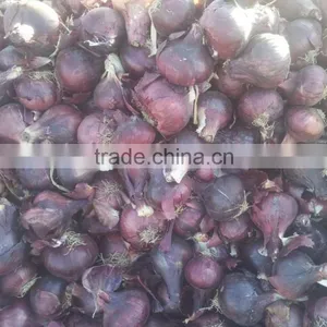 Fresh (RED ,Yellow , White ) ONION thumbnail-4