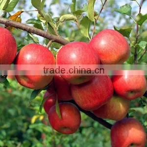 2016 Fresh Red Star Apples With High Quality for Sale Chinese Fresh Red Star Apples Factory thumbnail-6