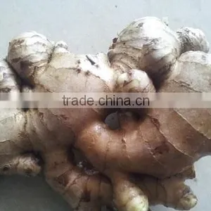 Fresh Ginger 60g-80g-100g-150g-200g up thumbnail-1