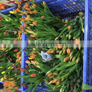 Fresh Cut Multicolor Tulips Flowers thumbnail-5