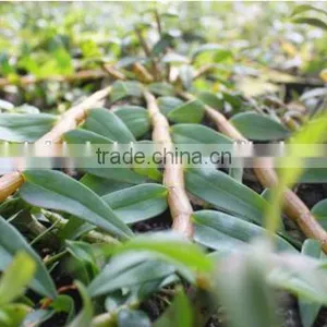 Dendrobium Seedling thumbnail-4