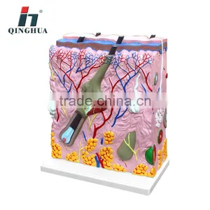 Human Skin thumbnail-1