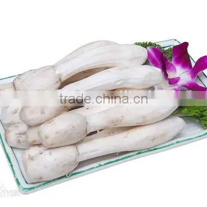 Fresh Pleurotus Eryngii/ Edible Mushrooms With ISO, HACCP and GAP Certification thumbnail-1