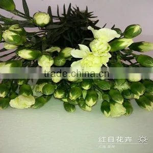 Supply High Quality Long Stem Flowers Fresh Cut Carnation Cut Flower Prices From Kunming Flower Planting Base thumbnail-1