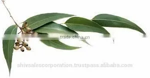 Pure Eucalyptus Oil for Wholesale thumbnail-3