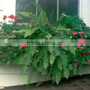 SOL Good Design Rectangular Box Planter Hydroponics Plastic Pot Design Pot thumbnail-5
