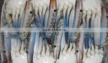 Blue Swimming Crab thumbnail-1