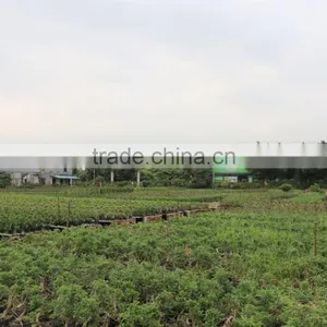 Pepper Tree Indoor Bonsai Export Wholesale thumbnail-3