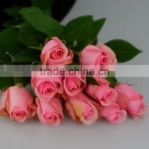 Roses in Delhi Fresh Roses From Kunming Yunnan thumbnail-2