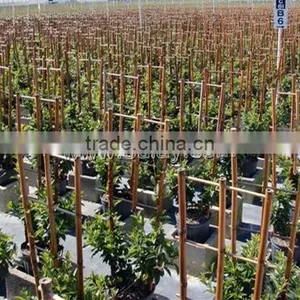 Chinese Handmade Bamboo Wood Garden Trellis Manufacture thumbnail-1