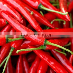 Fresh Hot Red Chili With Best Price thumbnail-1