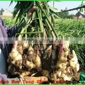2015 Fresh Cabbages/Cabbage Exported to Southeast Asia, the Middle East thumbnail-4