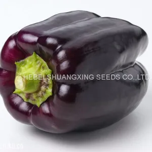 Purple Hybrid Blocky Sweet Pepper Seeds thumbnail-2