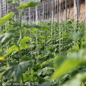 100pcs Holland Sale Hybrid f1 Cucumber Seeds White Green Diva Pueudo Cucumber Seeds for Planting thumbnail-2