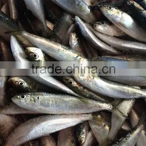 Frozen Sardine Fish thumbnail-2