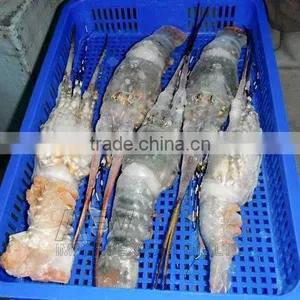 FRESH / FROZEN Lobster Vietnam, Panuliru Ornatus thumbnail-2