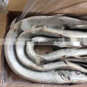 Frozen Japanese Bleeker /Tylosurus Melanotus for Market thumbnail-1