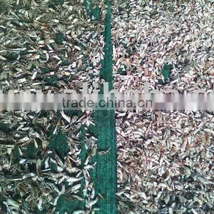 Dried Prawn Shell thumbnail-1