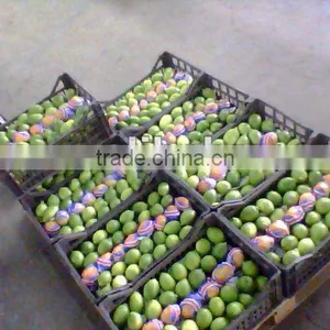 Fresh Lemon ( Adalia - Verna - Lime ) thumbnail-1
