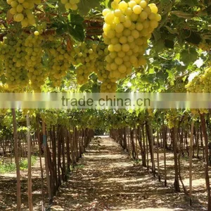 GRAPES thumbnail-4