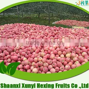 Leading Manufacturer Fuji Apple thumbnail-1
