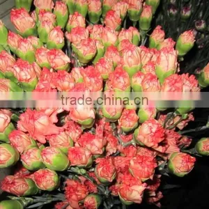 Fresh Cut Flower Carnation All Colour Mother's Day thumbnail-6
