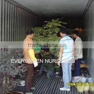 Ficus Benjamina thumbnail-1