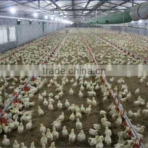 Automatic Poultry Farm Equipment thumbnail-1