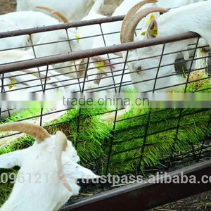 StarMax Barley Fodder / Fodder / Fodder System thumbnail-4