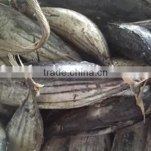 Frozen Skipjack/sikpjack Tuna thumbnail-1
