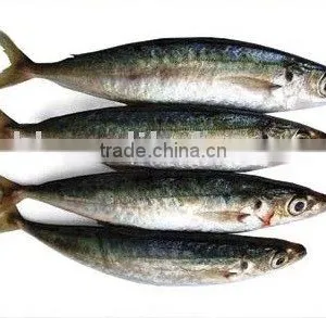Frozen Blue Mackerel, Mackerel Fish , Blue Mackerel(Decapterus Maruadsi) thumbnail-1
