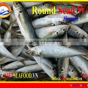 FROZEN ROUND SCAD WHOLE ROUND thumbnail-1