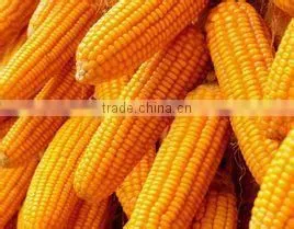 Corn Peptide -- Keep Healther thumbnail-1