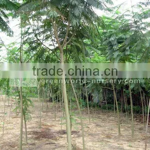Jacaranda Acutifolia Plants in Field thumbnail-1