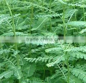 Phyllanthus Amarus thumbnail-3