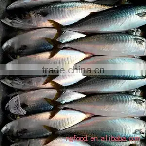 Frozen Chub Mackerel and Pacific Mackerel Scomber Japonicus thumbnail-2
