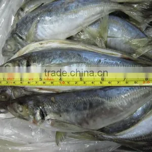 14-16cm Frozen Horse Mackerel thumbnail-1