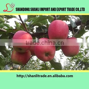 Red Delicious Apples ,delicious and Sweet thumbnail-5