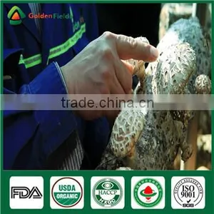China Wholesale Fresh Dry Sawdust Spawn of Shiitake Mushroom Cultivation thumbnail-5