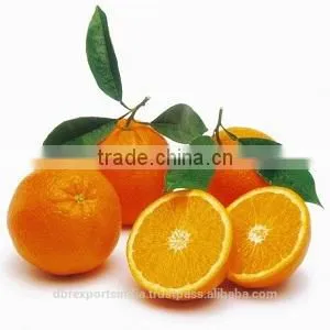 Orange Oil Sweet thumbnail-1
