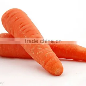 Best Fresh Cheap Price Carrot From China thumbnail-1