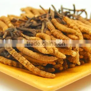 High Quality Natural Cordyceps Sinensis Extract/Cordyceps Sinensis Powder thumbnail-3