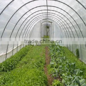 Plastic Greenhouses for Agricultur thumbnail-4
