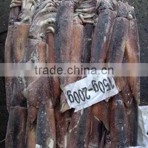 Mexico Geoduck of Illex Squid thumbnail-1