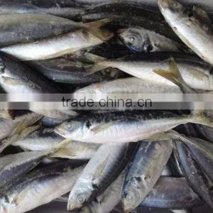 Myanmar Fish Exporters Horse Mackerel thumbnail-1