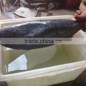 2016 Fresh Frozen Bonito Tuna 200-300g thumbnail-1