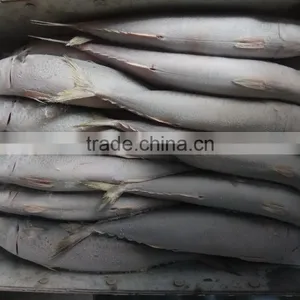 Frozen Pacific Mackerel New Fish thumbnail-2