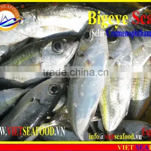 FROZEN BIGEYE SCAD WHOLE ROUND thumbnail-6