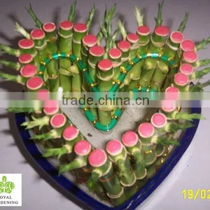 Lucky Bamboo ( Dracaena Sanderiana) Heart Shape thumbnail-1