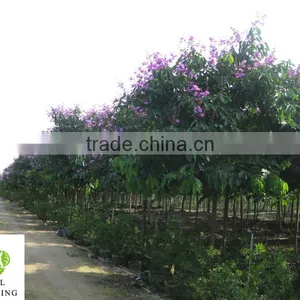 Lagerstroemia Speciosa Tree thumbnail-1